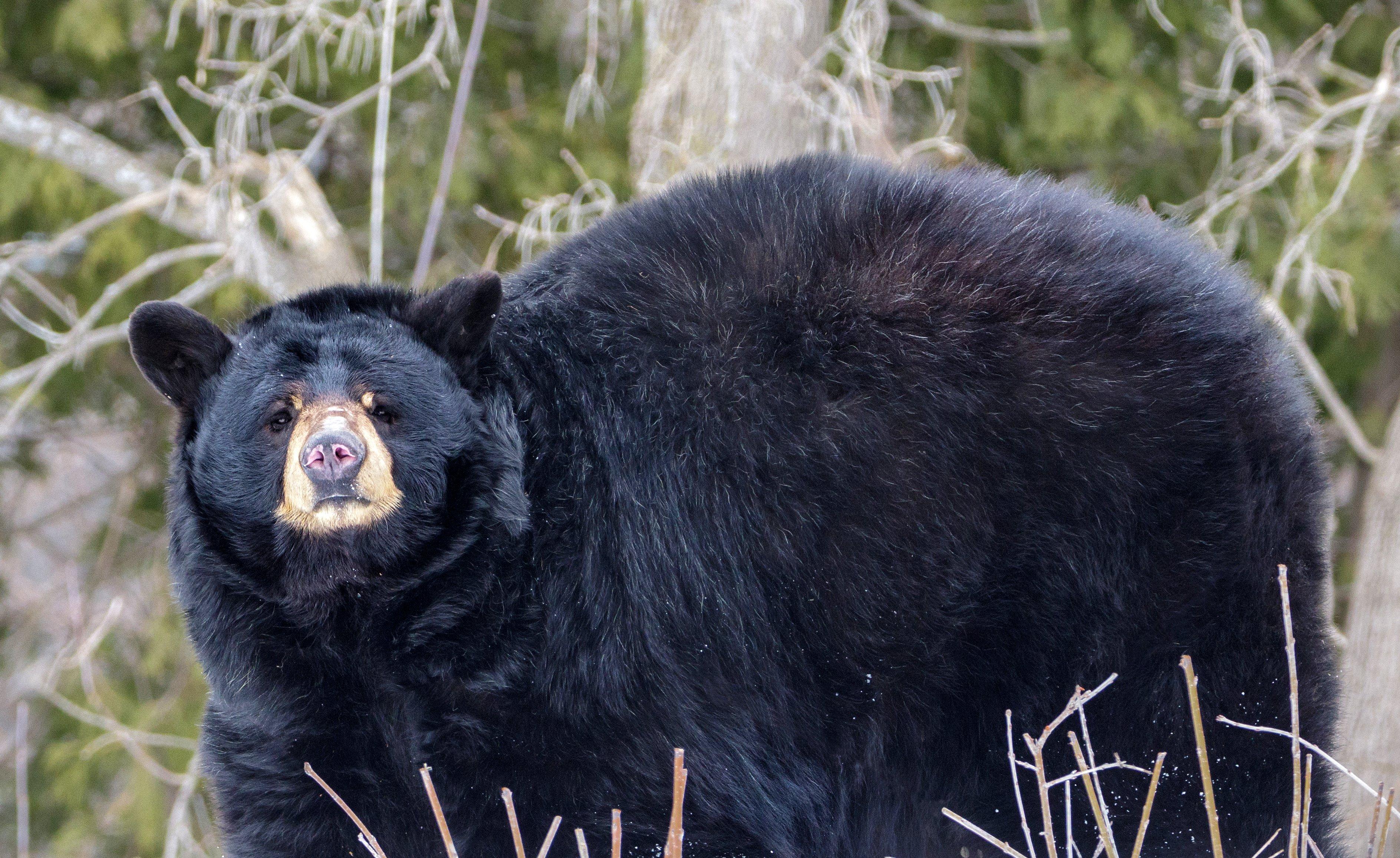 Maryland Woman Kills State Record Black Bear Realtree Camo